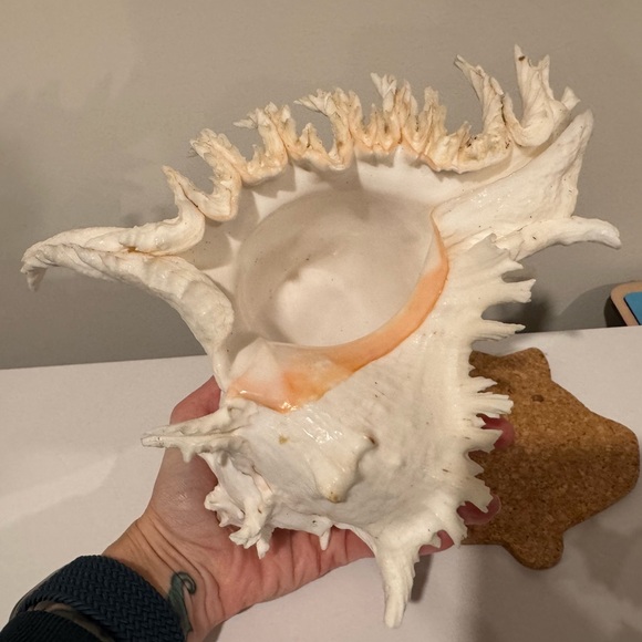 Vintage Large Shell from Okinawa Japan - Picture 8 of 11